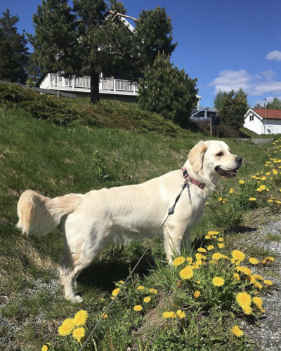 Daisy Hund Trenger Pass Roasvingen 2